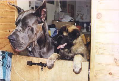 Merwann Del Eden Blue