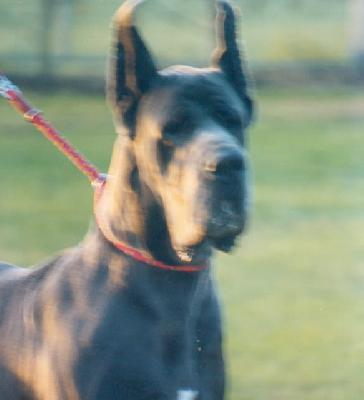 Elyston-b Il Paradiso Di Bella