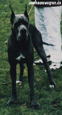 Lizzy Dochretolievaltt