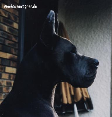 Lizzy Dochretolievaltt