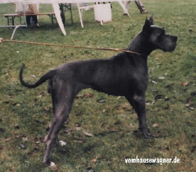 Lizzy D�ochretolievaltt