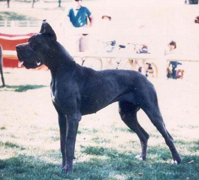 Lizzy Dochretolievaltt