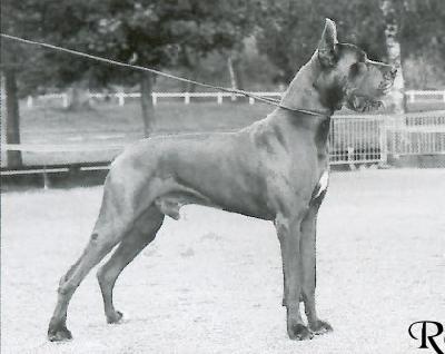 Ch Horace D�ochretolievaltt