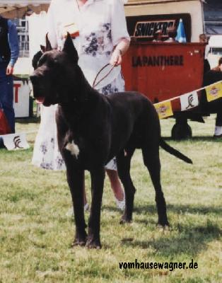 Ch Horace Dochretolievaltt