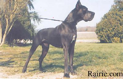 Falko Des Rives De Grand Lieu