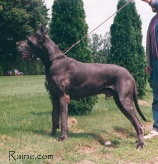 Al� Star De La Foret De Kaysersberg