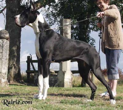 Starlight Des Terres  De La Rairie