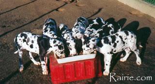 Ch One More Des Terres  De La Rairie