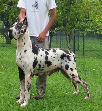 Ch One More Des Terres  De La Rairie