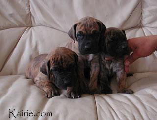 Sargos Des Terres De La Rairie