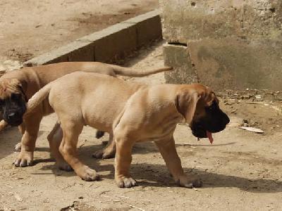 Shaz Des Terres De La Rairie