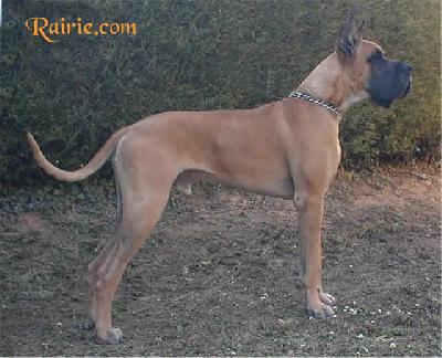 Ch Satchmo Des Terres De La Rairie