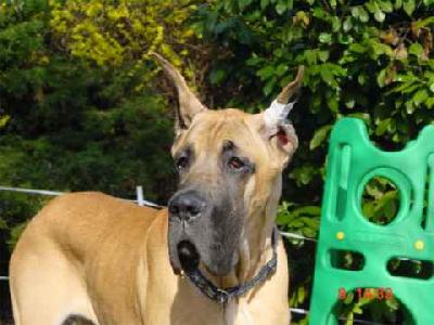 Ch Satchmo Des Terres De La Rairie