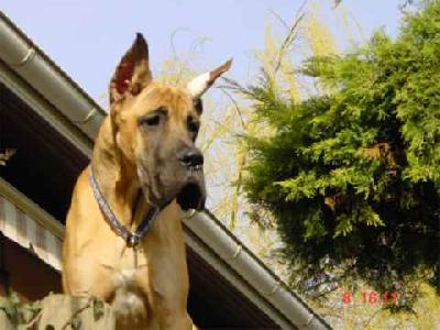 Ch Satchmo Des Terres De La Rairie