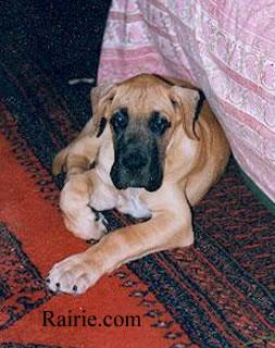 Ch Satchmo Des Terres De La Rairie