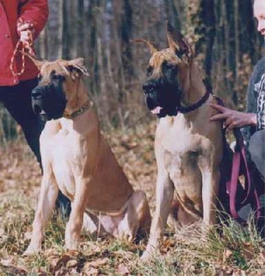 Ch Satchmo Des Terres De La Rairie
