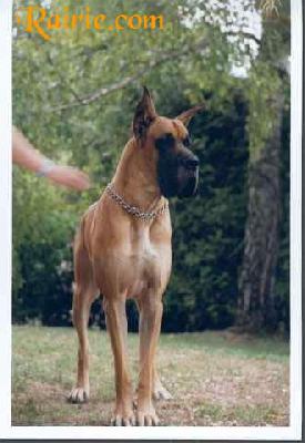 Ch Satchmo Des Terres De La Rairie