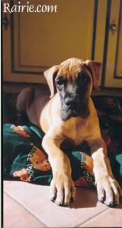 Shaman Des Terres De La Rairie