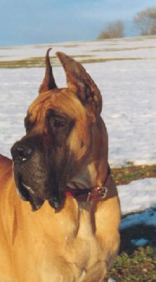 Shaman Des Terres De La Rairie