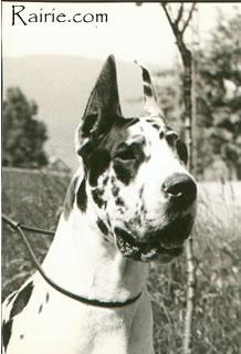 Ch Trophee De La Foret De Kaysersberg