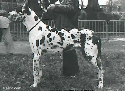 Ch Trophee De La Foret De Kaysersberg