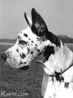 Ch Varus De Cassiopee