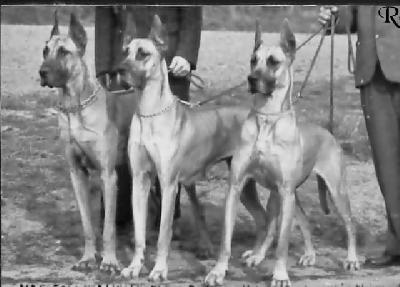 Ch Dina Von Der Hummelburg