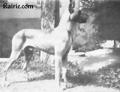 Ch Achilles Von Hause  Attinger