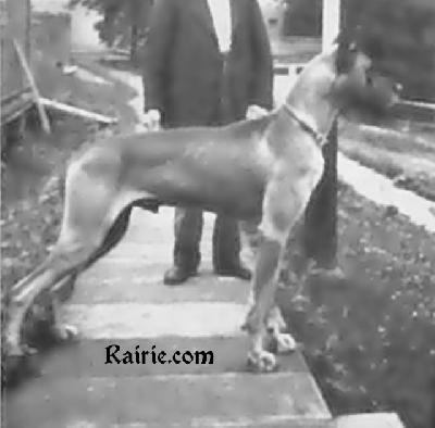 Ch Achilles Von Hause  Attinger