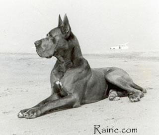 Ch Melk Des Terres  De La Rairie