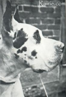 Dakota Van De Brentjes