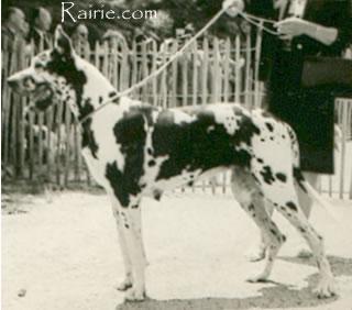 Ch Ninni Von Krabach