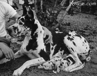 Ch Ninni Von Krabach