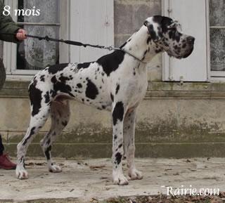 Samson Des Terres  De La Rairie