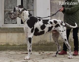 Samson Des Terres  De La Rairie