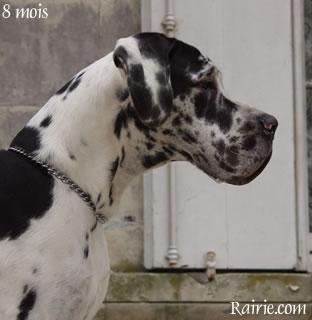 Samson Des Terres  De La Rairie