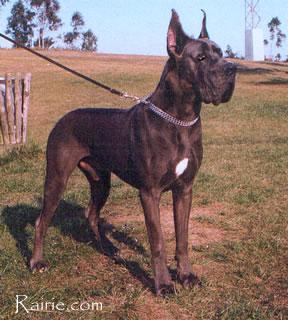 Ch Mandy Des Terres De La Rairie