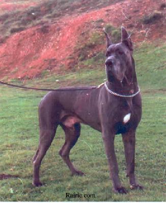 Ch Mandy Des Terres De La Rairie