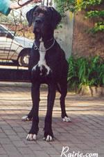 Ch Phleur Des Terres  De La Rairie