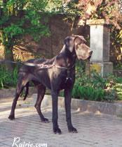 Ch Phara Des Terres  De La Rairie