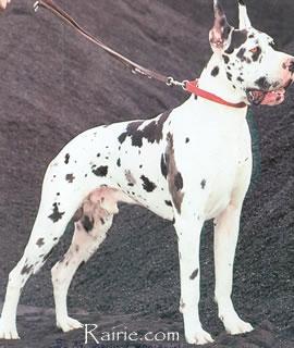 Ch Gallo Von Harlekin