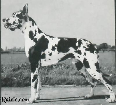 Ch Arco Von Pressburg