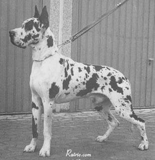 Vaun Von Der Nurburg