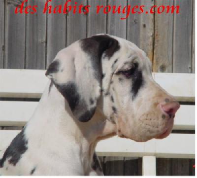 Shakirha Des Habits Rouges