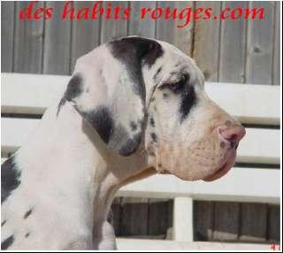 Shakirha Des Habits Rouges