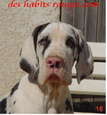 Shakirha Des Habits Rouges