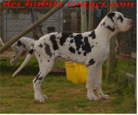 Shakirha Des Habits Rouges