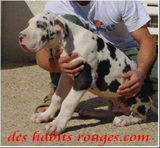 Show-man Des Habits Rouges