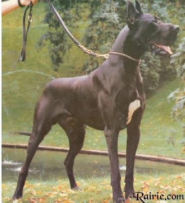 Willowruns Bocor Von Der Schlehhecke