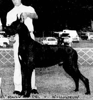 Rachel�s Ravon Pal Von Willowrun